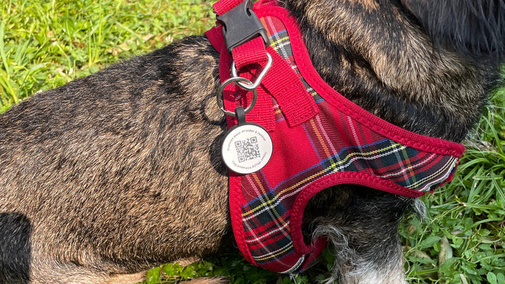Médaille chien QR code : permet d’être contacté immédiatement